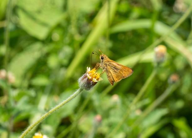 istock Horizontal close-up of a Southern broken dash butterfly standing on a white flower 1570105070