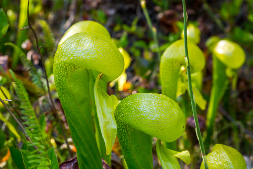 Darlingtonia californica (also known as cobra lily or pitcher plant) close up. It's a species of carnivorous plant