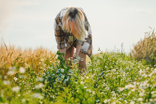 A young woman in a shirt and barefoot collects daisies in an agricultural field.