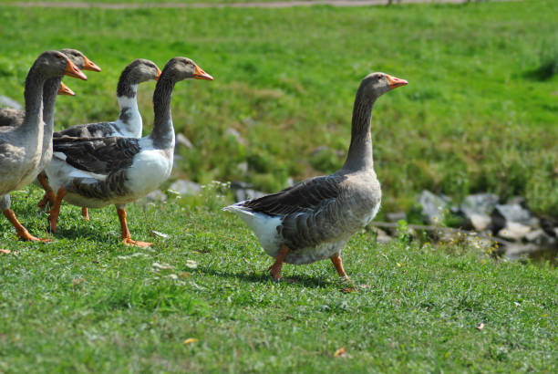 istock The leader leads the pack to the lake. 1570111362