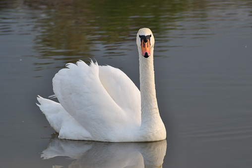 A majestic adult white swan (Cygnus olor) floats gracefully across a peaceful lake on a warm summer day. Its pure white plumage shimmers in the sunlight as it swims through the calm turquoise waters.