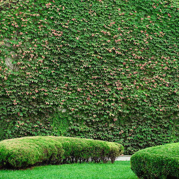 green house boston ivy cover house Boston Ivy stock pictures, royalty-free photos & images