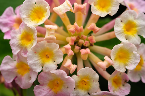 Macro shot of Lantana, detail of flower