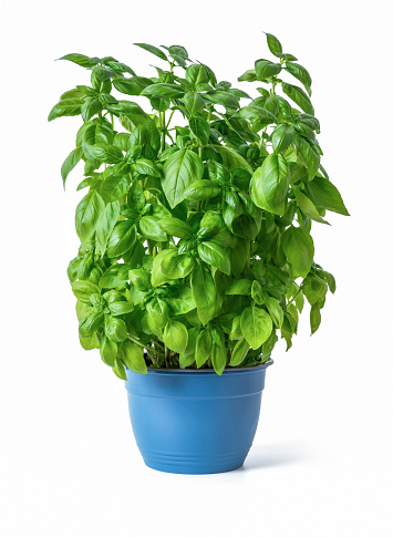 Fresh basil plant in blue flowerpot isolated on white background