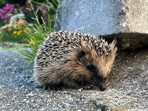 Cute Hedgehog in Norway