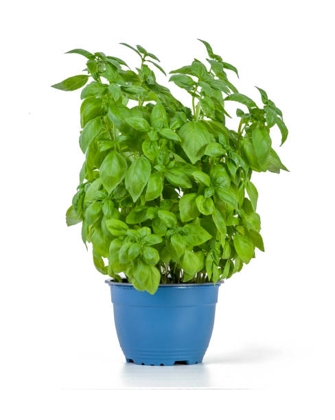 istock Fresh basil plant in blue flowerpot 1570117275