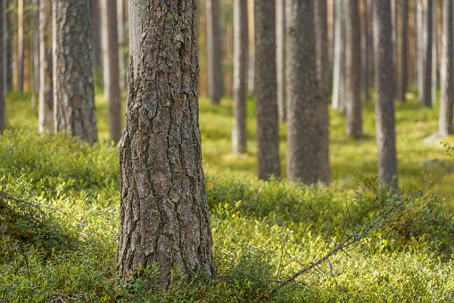 Pine trees in springtime forest. Leivonmaki National Park, Finland.