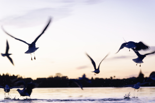 Blurred images of seagulls inflight just above the water for background or conceptual use.