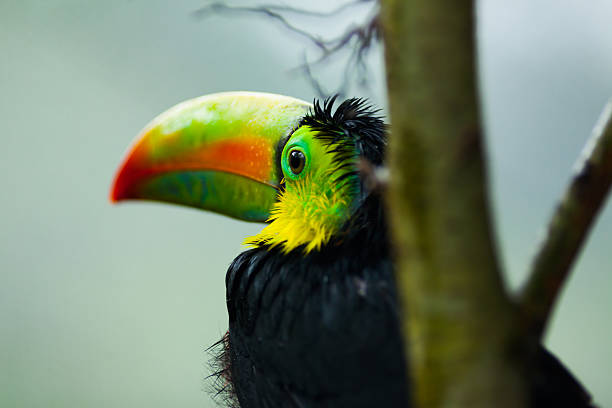 Tropical Toucan bird in Costa Rica A tropical toucan bird with wet feathers and a colorful beak in the jungle or forest in Costa Rica black parrot stock pictures, royalty-free photos & images