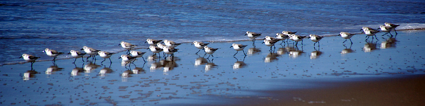 Siberian sand plover, Charadrius mongolus is a family of  Charadriidae.