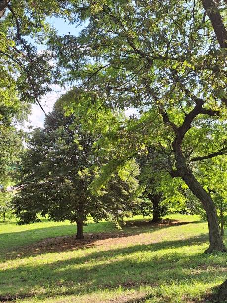 istock Trees from trunks normally straight and nervous tree. 1570146572