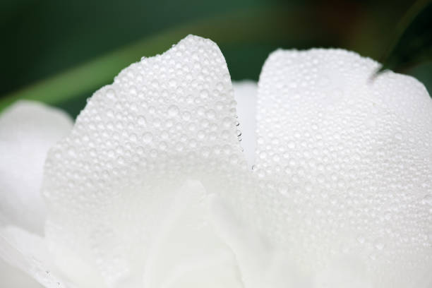Macro shot of wet white peony flower petals with rain or dew drops