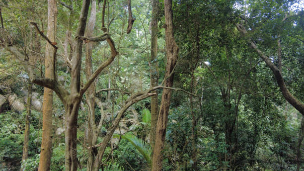 istock Dense forest, tropical forest in Western ghats, Kerala 1570160026