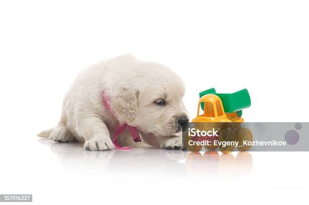 Pequeña Monada Golden Retriever Cachorro Sobre Fondo Blanco Foto de stock y más banco de imágenes de Animal