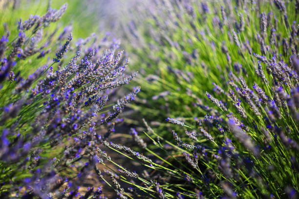 istock Lavender field, beautiful medicinal lavender flowers with beautiful bokeh. 1570163316