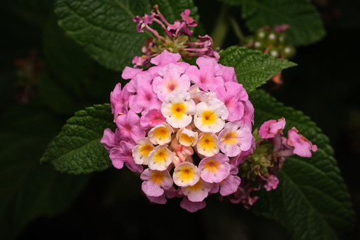 Macro shot of Lantana, detail of flower