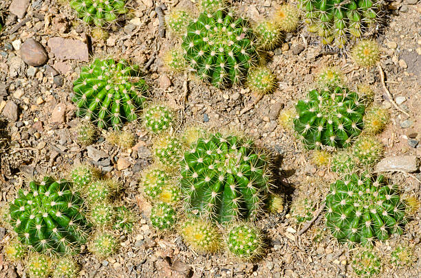 Cтоковое фото Кактус, Echinopsis