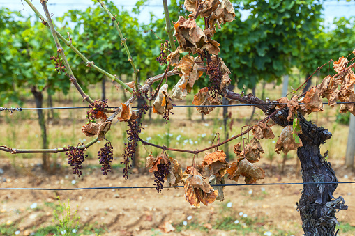 Vineyards of South Moravia - vines with withered leaves attacked by a pest.