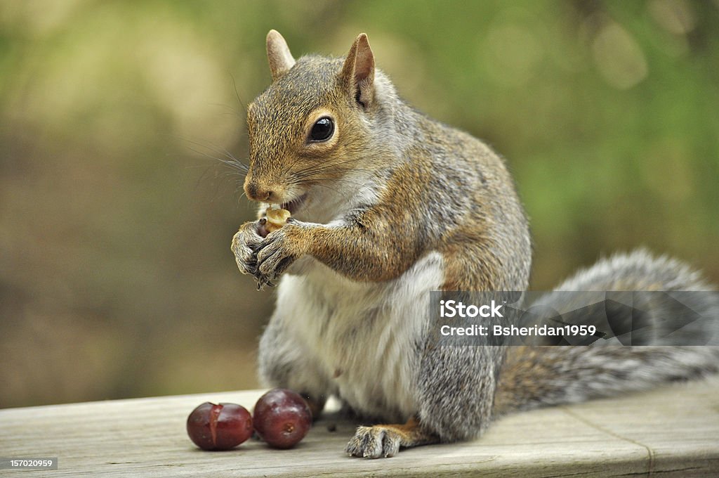 Squirrel Eating Grapes And Nuts Stock Photo - Download Image Now - Animal  Hair, Animal Whisker, Animal Wildlife - iStock