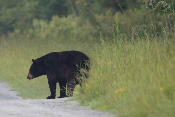 istock a black bear walking down a dirt road next to some grass 1570215959