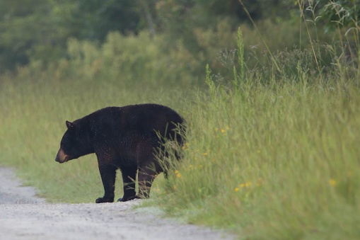 A black bear stands in the foreground of a dirt road, surrounded by lush green grass