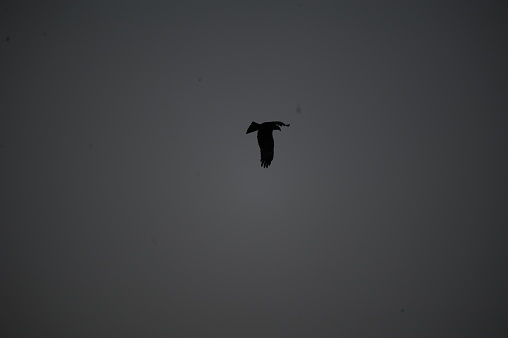 bird is flying in the horizon of rawalpindi
