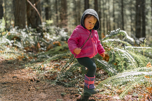 Two year old girl of Chinese and Hawaiian descent holds a stick in her hand while hiking with her family through a forest on a cool spring day in Oregon.