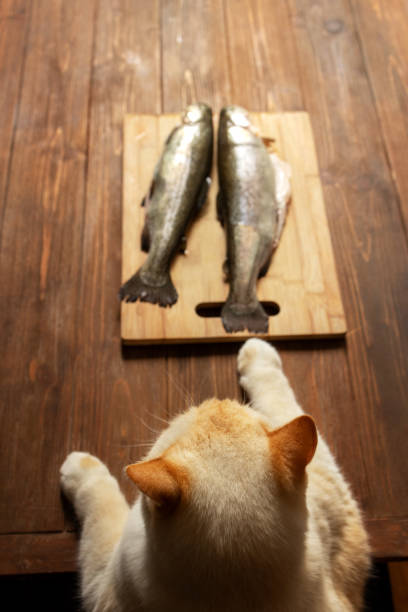 istock Ginger cat wants to eat fish 1570245346