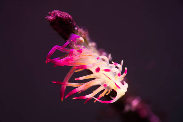 istock Colorfull Nudibranch 1570253872