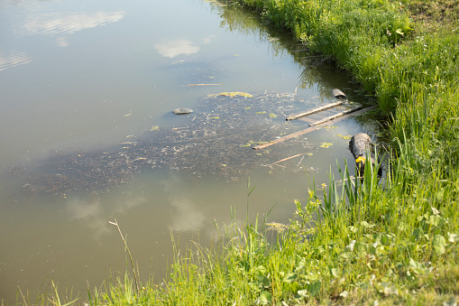 Pond in city. Summer landscape. Trees and pond. Park in city.