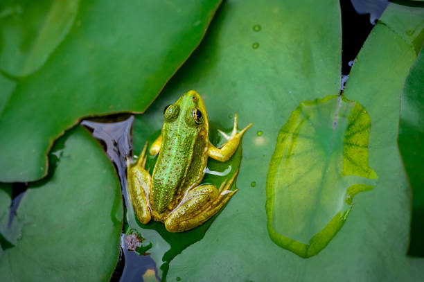 frog resting. pool frog sitting on leaf. pelophylax lessonae. european frog. marsh frog with nymphaea leaf. - frog water lily pond sunlight imagens e fotografias de stock