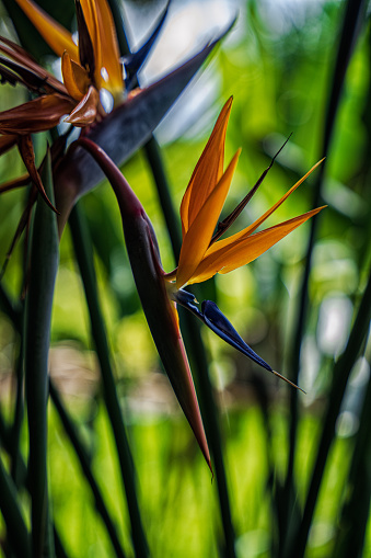 Bird of Paradise Palm Tree Flower. Strelitzia reginae or Crane flower