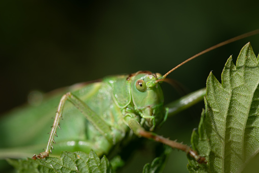 A green hay horse (Tettigonia viridissima) cautiously peeks through some leaves. You can see the head with the compound eyes, the antennae, limbs and the upper body.