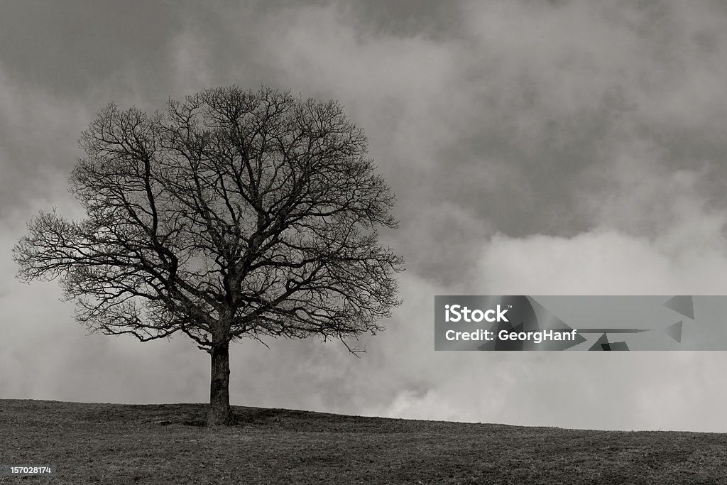Singolo albero - Foto stock royalty-free di Albero