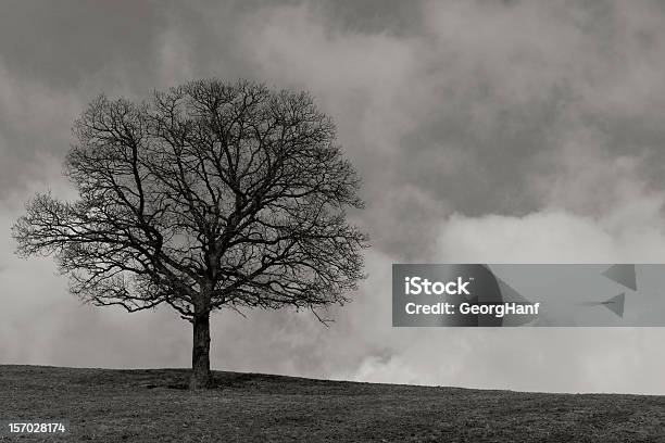 Singolo Albero - Fotografie stock e altre immagini di Albero - Albero, Albero solitario, Albero spoglio