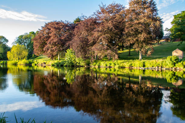 Tree reflections in the River Eden, near Edenhall, Cumbria