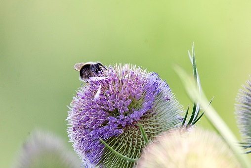 Purple thistle seed flower head