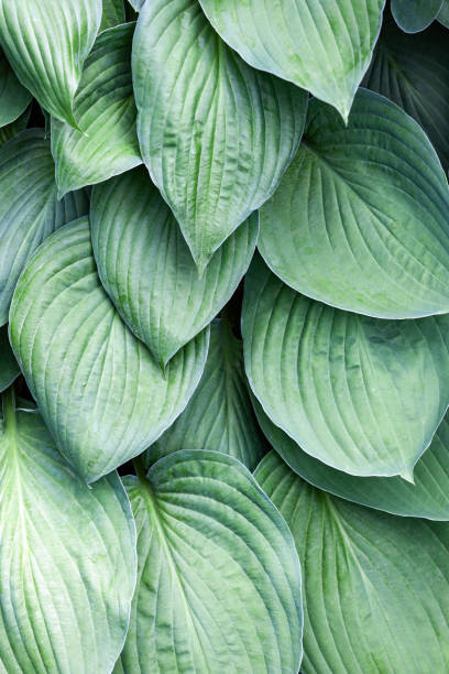 istock Big Daddy hosta with big green leaves in garden 1570287633
