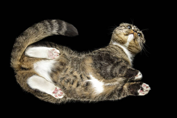 istock A proud cat with bent tail is photographed against a black background from below 1570288670