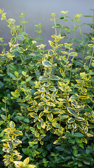 Yellow and green leaves of Euonymus fortunei Emerald n Gold or wintercreeper. Natural foliage background.