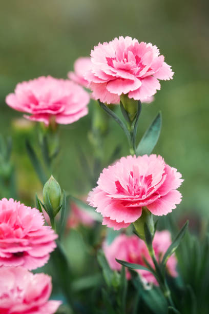 istock Carnation Shabo Dianthus caryophyllus var. schabaud. Natural flower background. Selective focus ,vertical photo 1570289767
