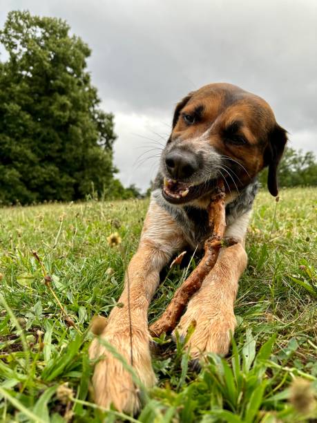 istock Mixed breed dog chewing on wooden stick 1570301471