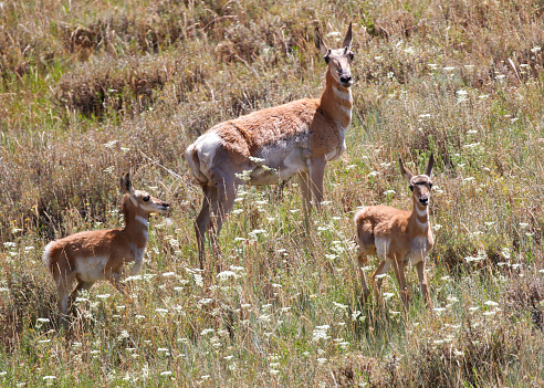 Pronghorn antelope doe fawns mom baby Colorado park forest