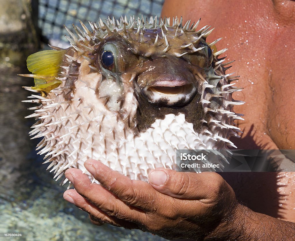 Porcupine fish - Lizenzfrei Aquatisches Lebewesen Stock-Foto