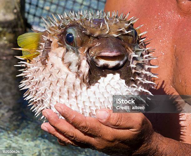 Porcupine Fish Stockfoto und mehr Bilder von Aquatisches Lebewesen - Aquatisches Lebewesen, Bildhintergrund, Borste