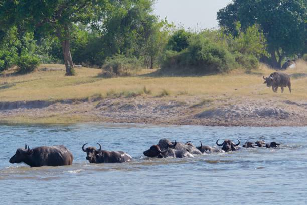 Group of African buffalo traversing a river in a natural landscape: Chobe National Park, Botswana A herd of African buffalo crossing a wide river in Chobe National Park, Botswana ford crossing stock pictures, royalty-free photos & images