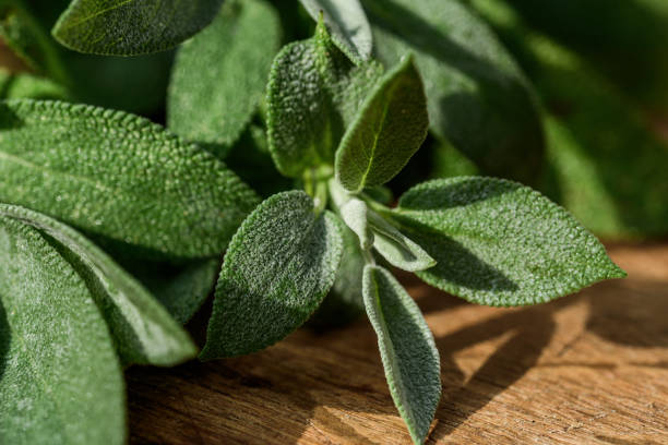 istock Fresh organic sage leaves over a wood cutting board. 1570310818
