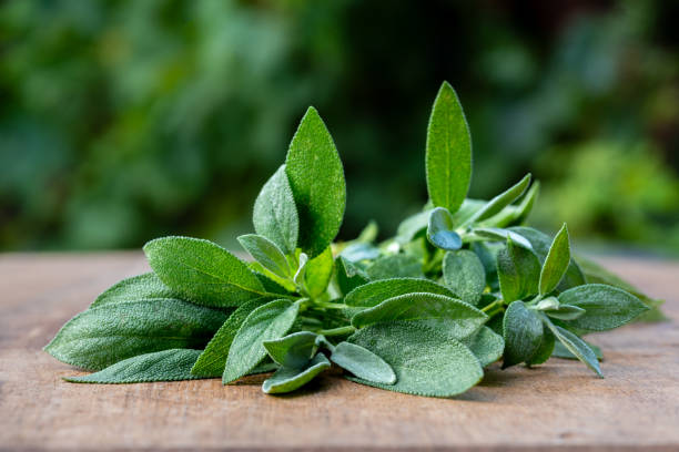 istock Fresh organic sage leaves over a wood cutting board. 1570310821