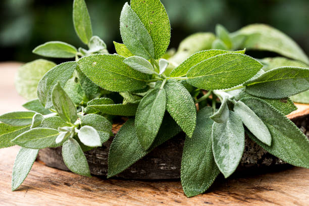 istock Fresh organic sage leaves over a wood cutting board. 1570310832