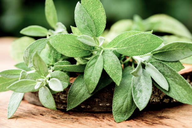 Fresh organic sage leaves over a wood cutting board.